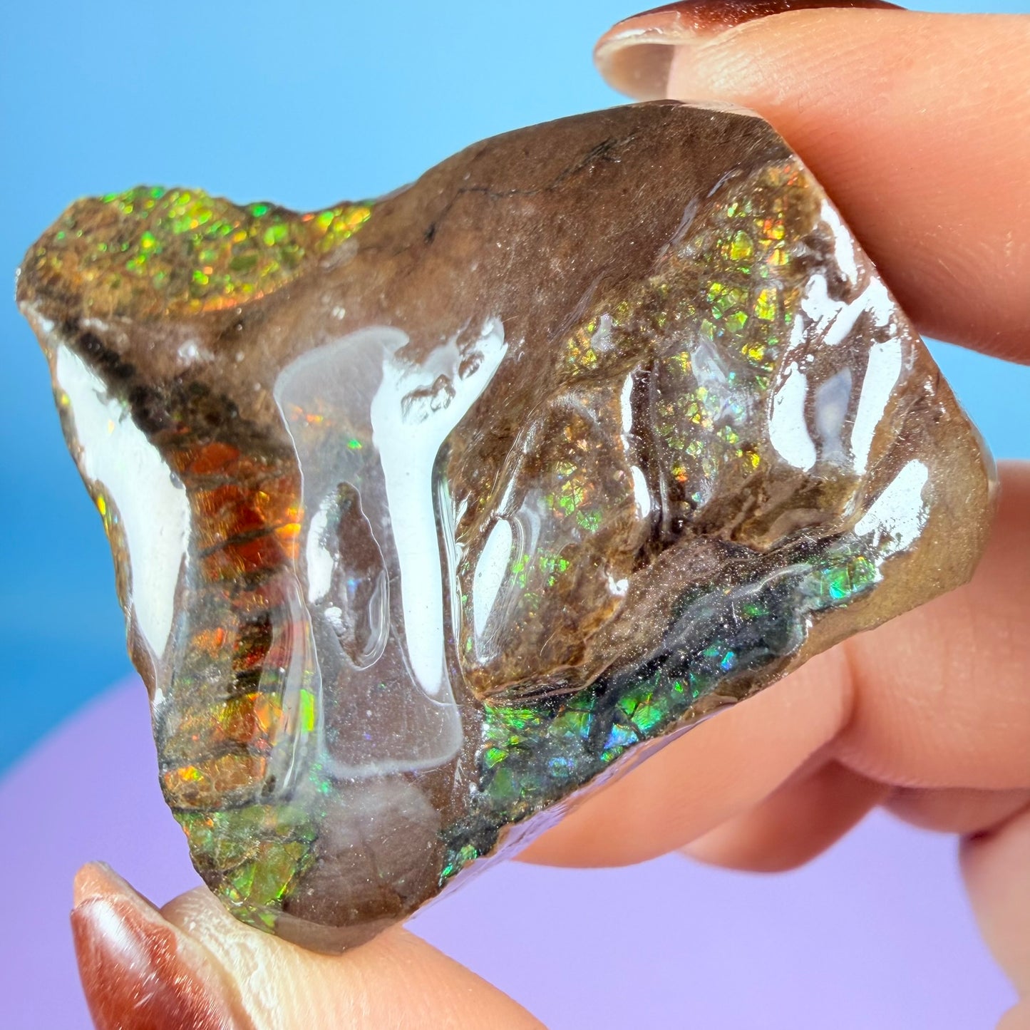 Rare Ammolite Fossil Gemstone Specimen, Canada (Video)