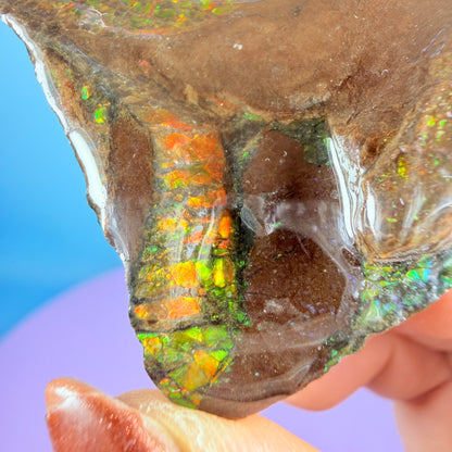 Rare Ammolite Fossil Gemstone Specimen, Canada (Video)