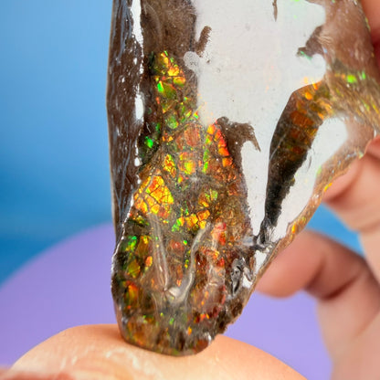 Rare Ammolite Fossil Gemstone Specimen, Canada (Video)