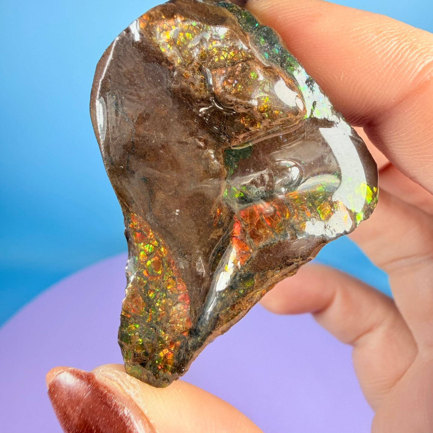 Rare Ammolite Fossil Gemstone Specimen, Canada (Video)