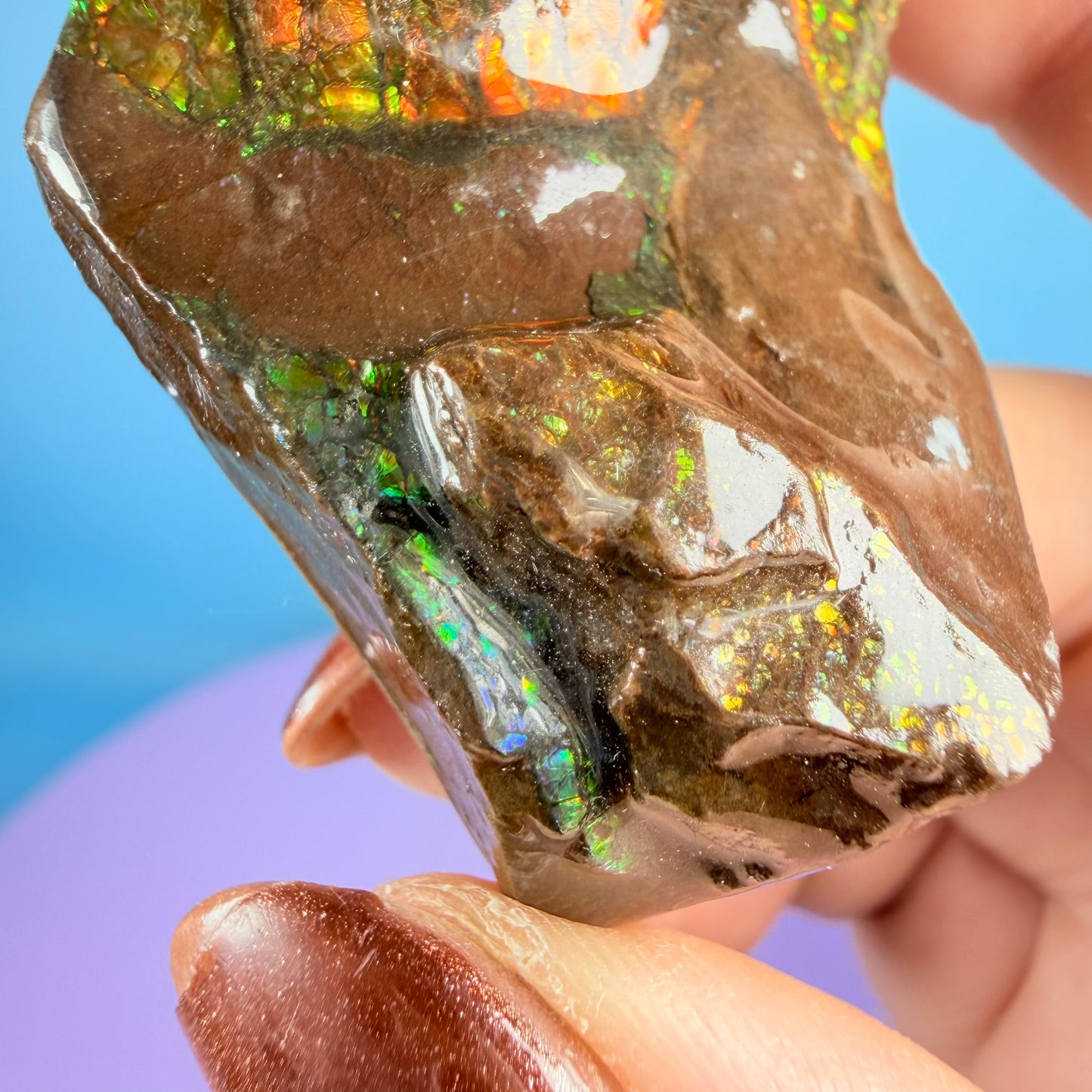 Rare Ammolite Fossil Gemstone Specimen, Canada (Video)