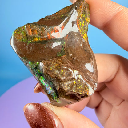 Rare Ammolite Fossil Gemstone Specimen, Canada (Video)