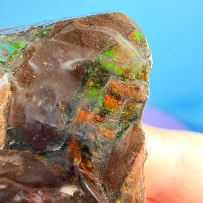 Rare Ammolite Fossil Gemstone Specimen, Canada (Video)