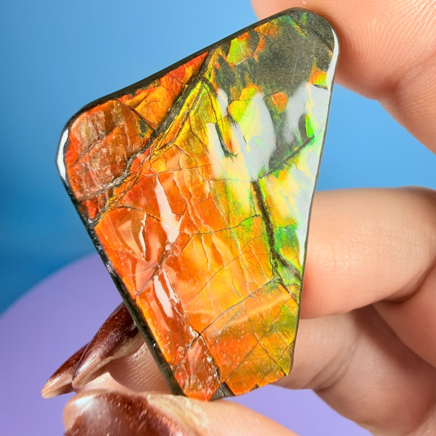Rare Ammolite Fossil Gemstone Specimen, Canada (Video)