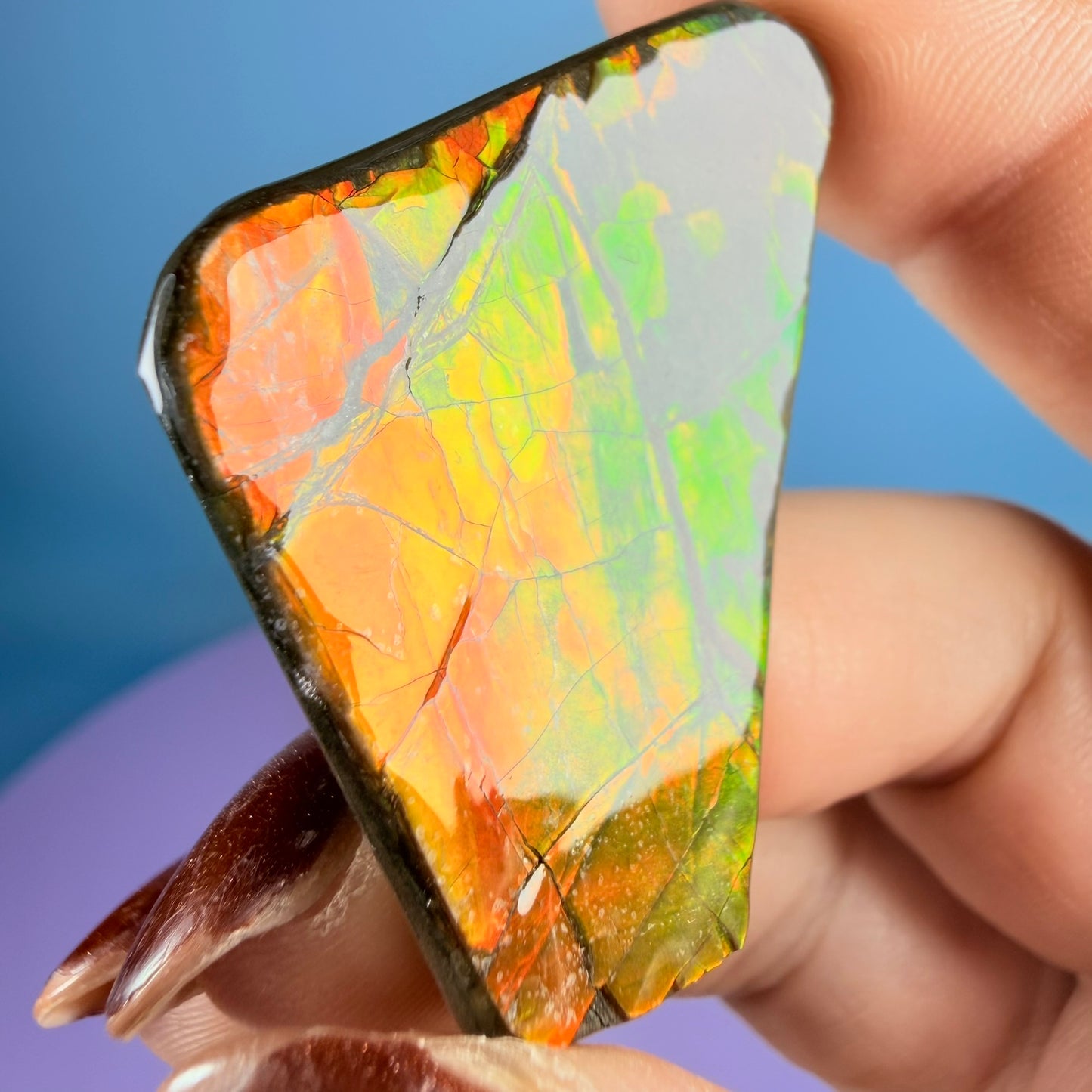 Rare Ammolite Fossil Gemstone Specimen, Canada (Video)