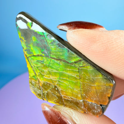 Rare Ammolite Fossil Gemstone Specimen, Canada (Video)