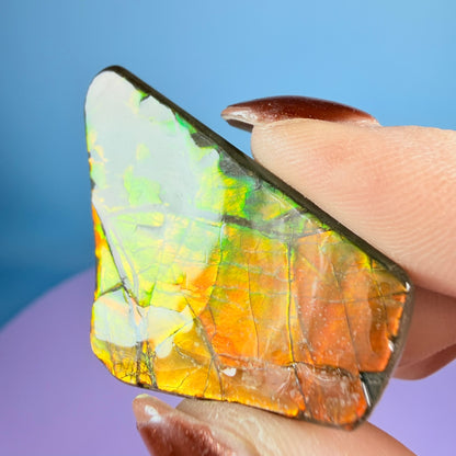 Rare Ammolite Fossil Gemstone Specimen, Canada (Video)
