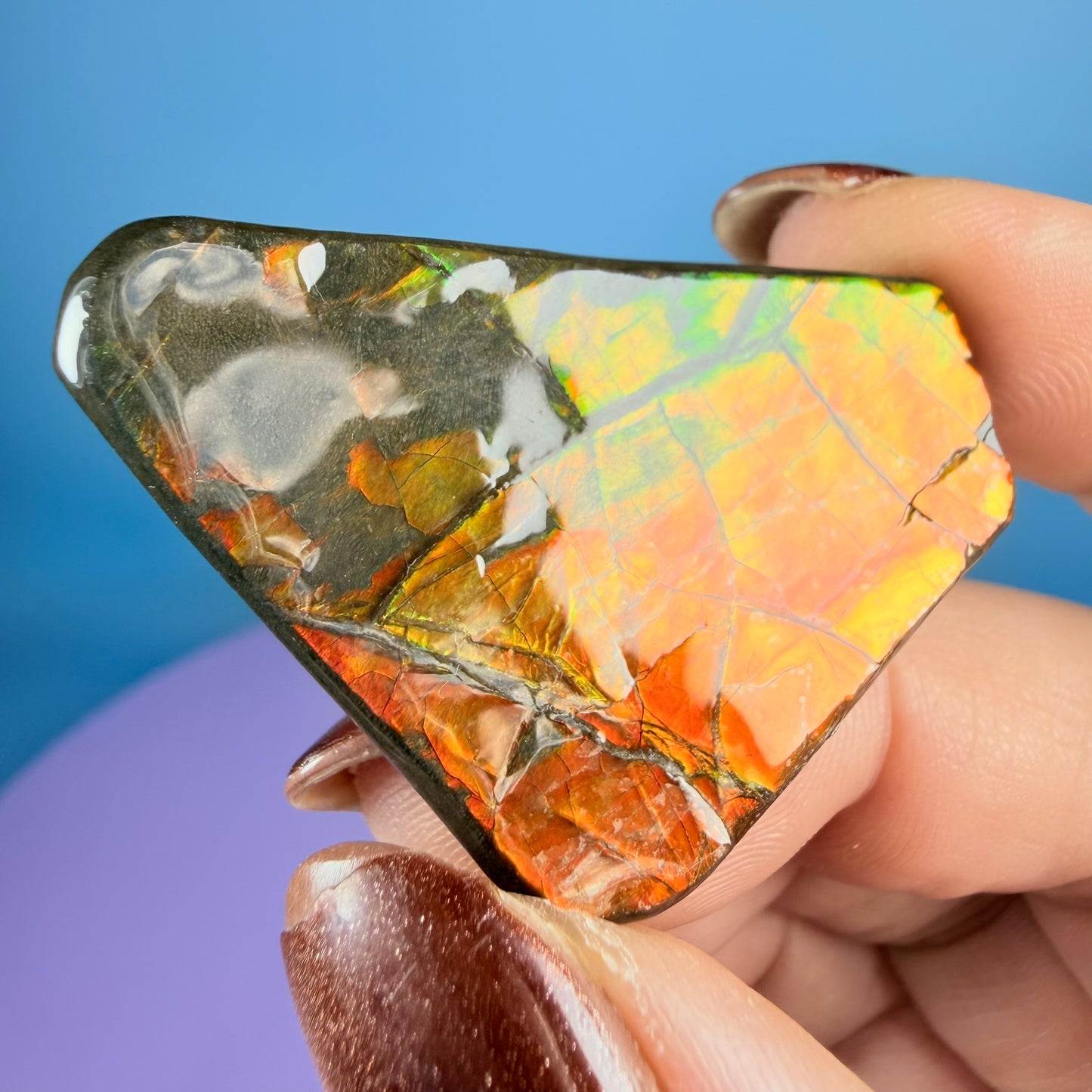 Rare Ammolite Fossil Gemstone Specimen, Canada (Video)