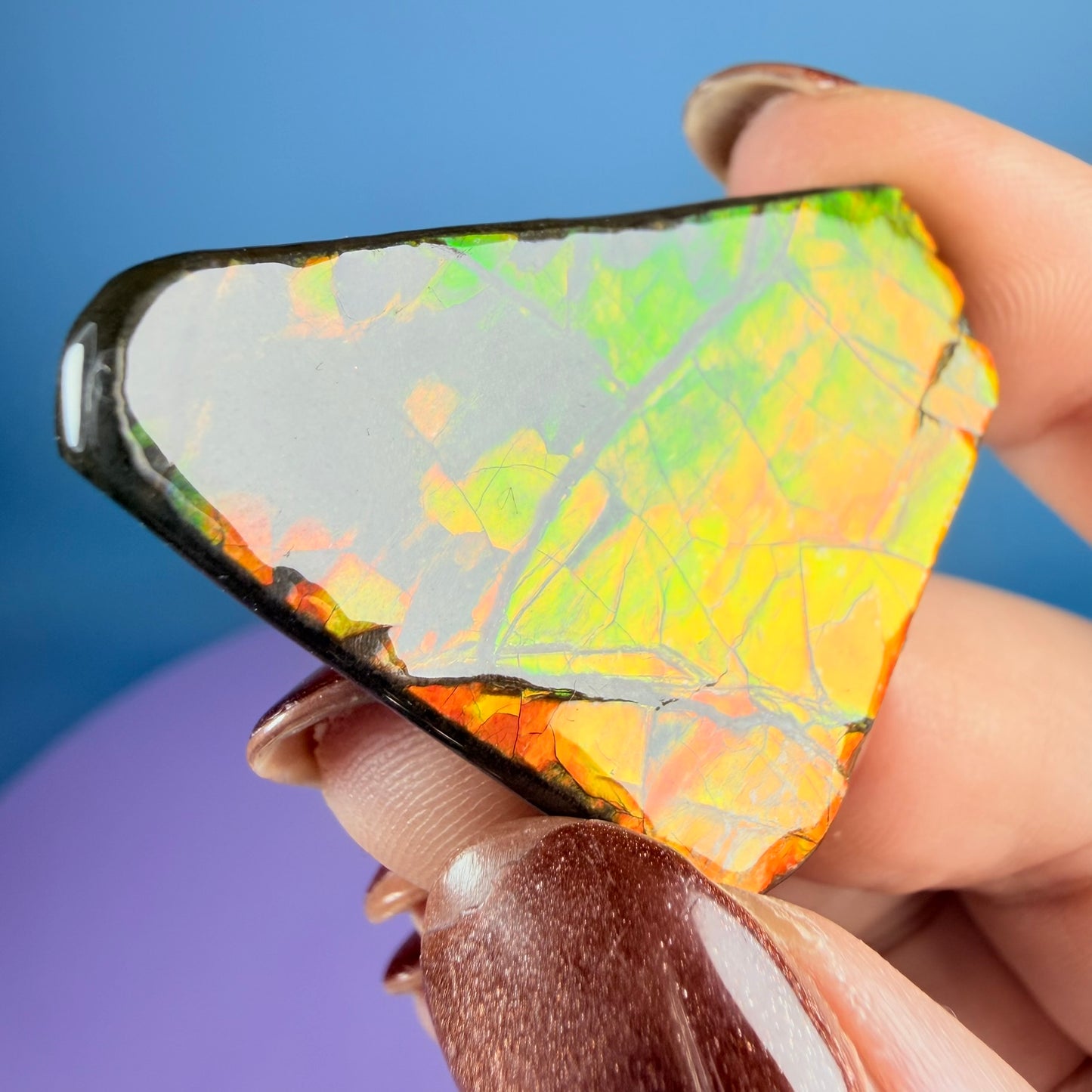 Rare Ammolite Fossil Gemstone Specimen, Canada (Video)