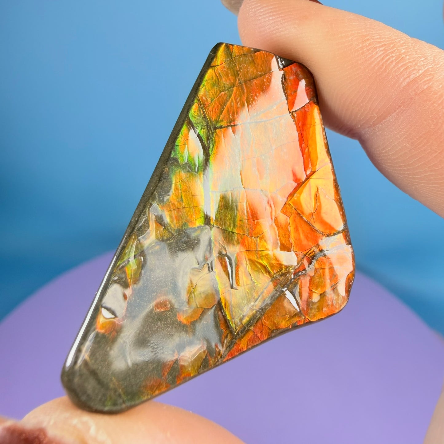 Rare Ammolite Fossil Gemstone Specimen, Canada (Video)
