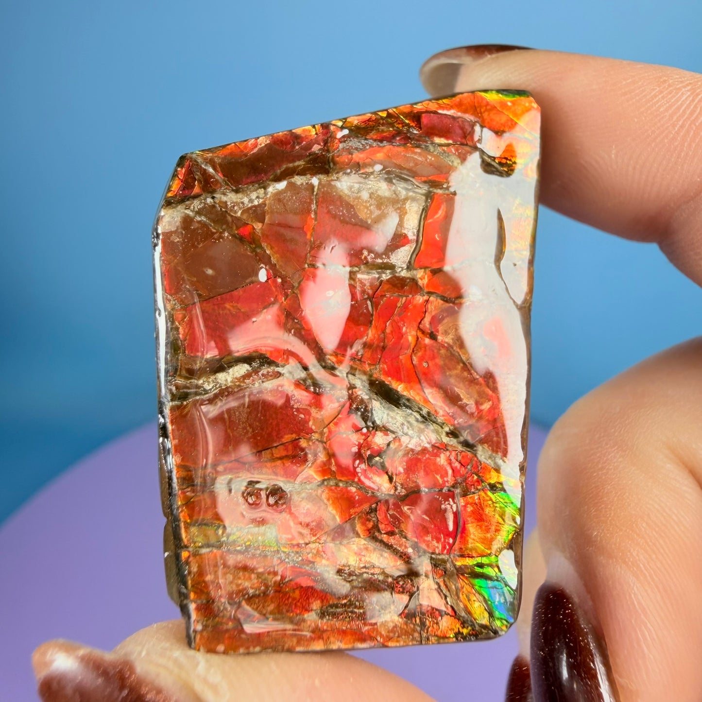 Rare Ammolite Fossil Gemstone Specimen, Canada (Video)
