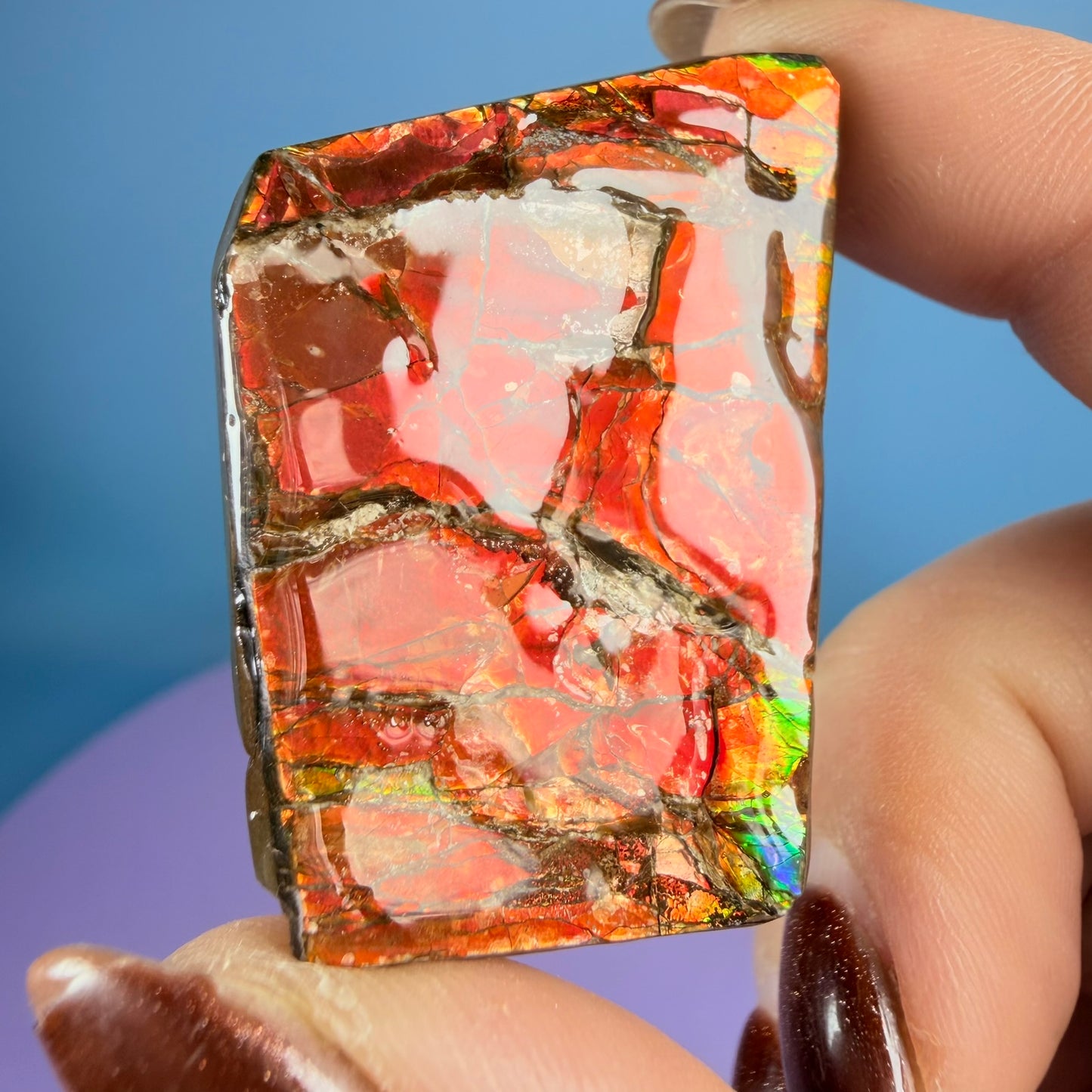 Rare Ammolite Fossil Gemstone Specimen, Canada (Video)