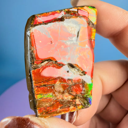 Rare Ammolite Fossil Gemstone Specimen, Canada (Video)