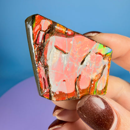 Rare Ammolite Fossil Gemstone Specimen, Canada (Video)