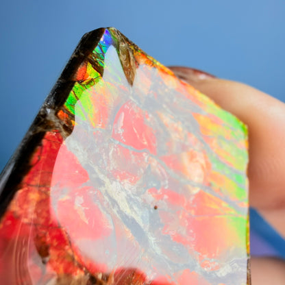 Rare Ammolite Fossil Gemstone Specimen, Canada (Video)