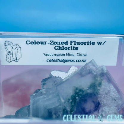 RARE Yaogangxian Colour-Zoned Fluorite with Chlorite Small Cluster Specimen