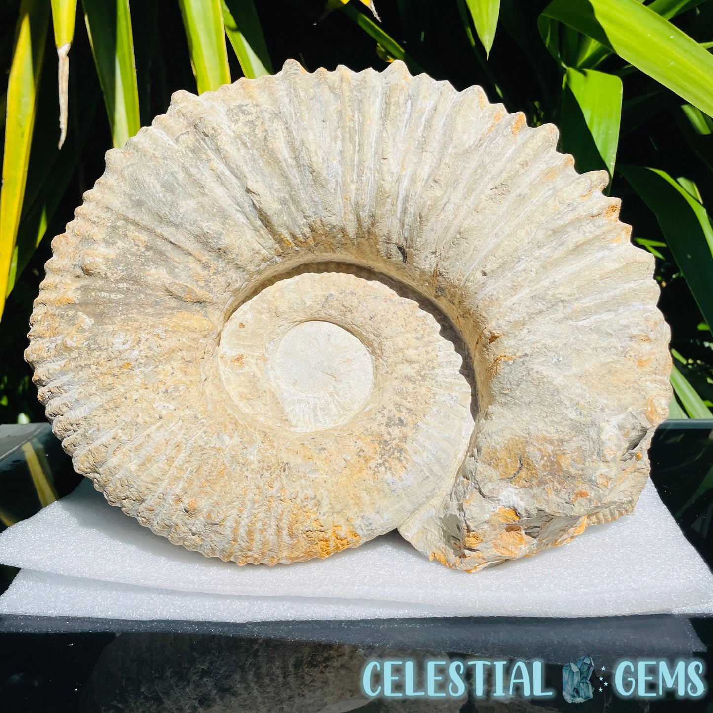 Giant Agadir Ammonite XL Fossil 9.3kg