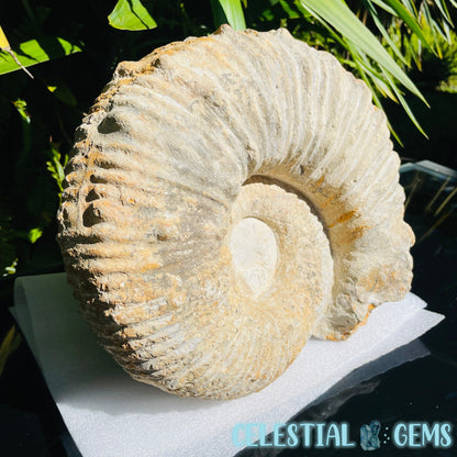 Giant Agadir Ammonite XL Fossil 9.3kg
