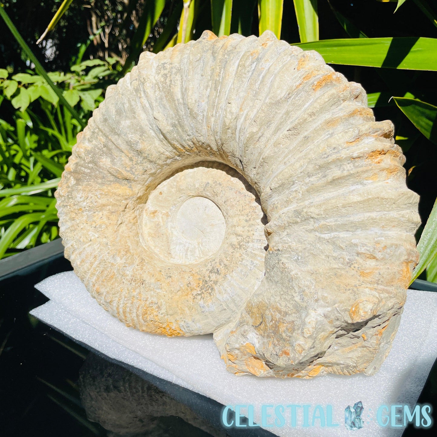 Giant Agadir Ammonite XL Fossil 9.3kg