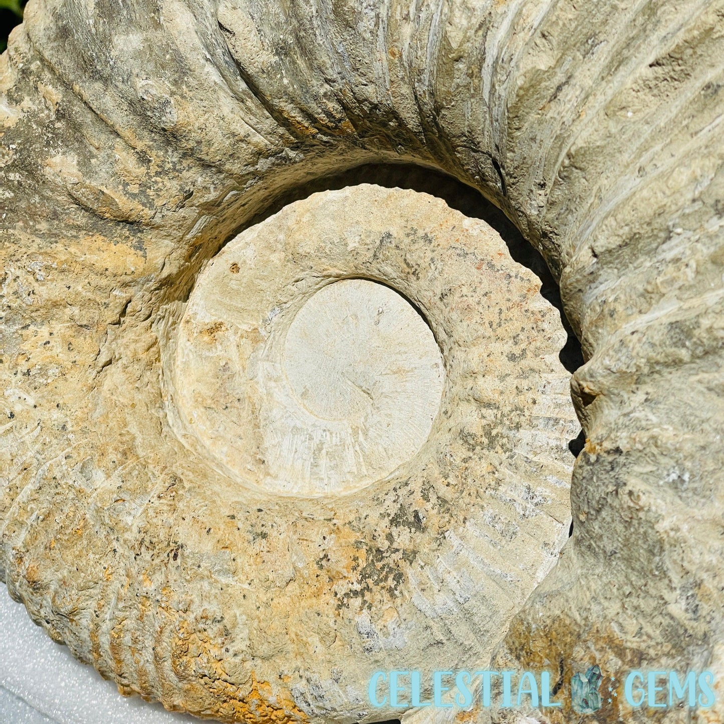 Giant Agadir Ammonite XL Fossil 9.3kg