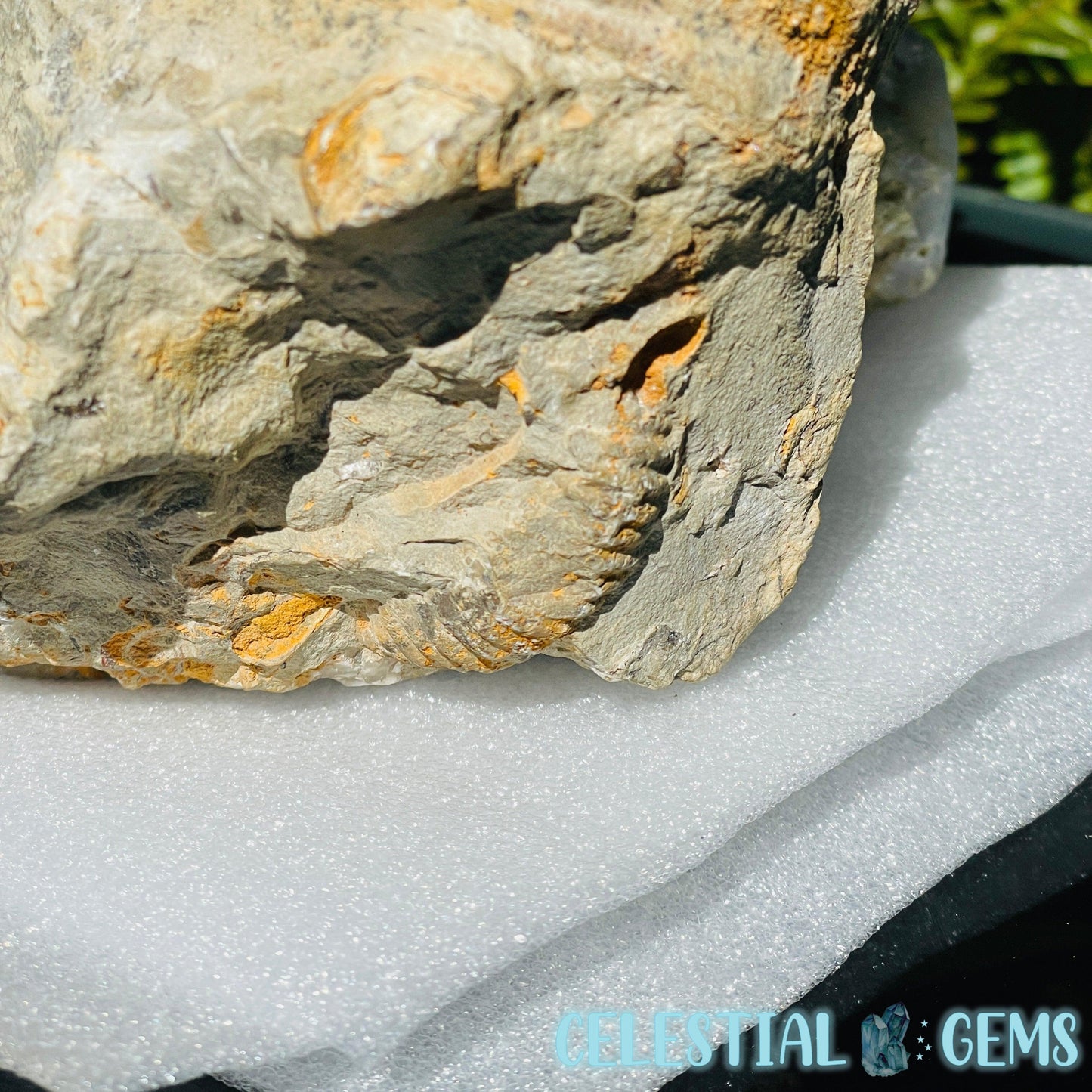 Giant Agadir Ammonite XL Fossil 9.3kg