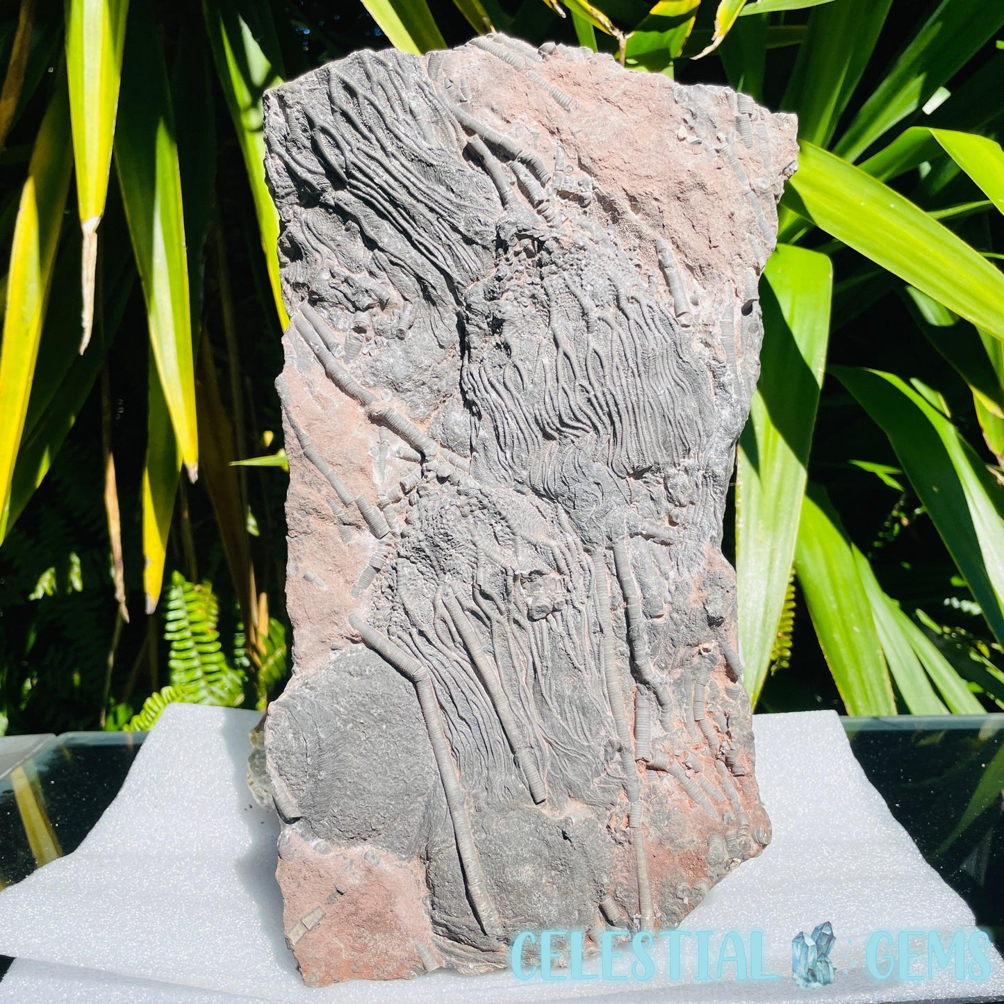Crinoid Double Fossil Large Plate