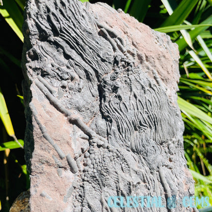 Crinoid Double Fossil Large Plate