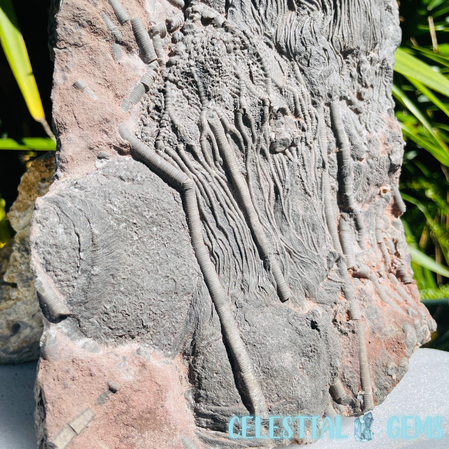 Crinoid Double Fossil Large Plate