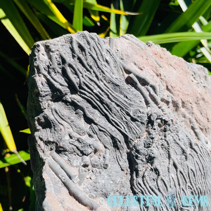 Crinoid Double Fossil Large Plate