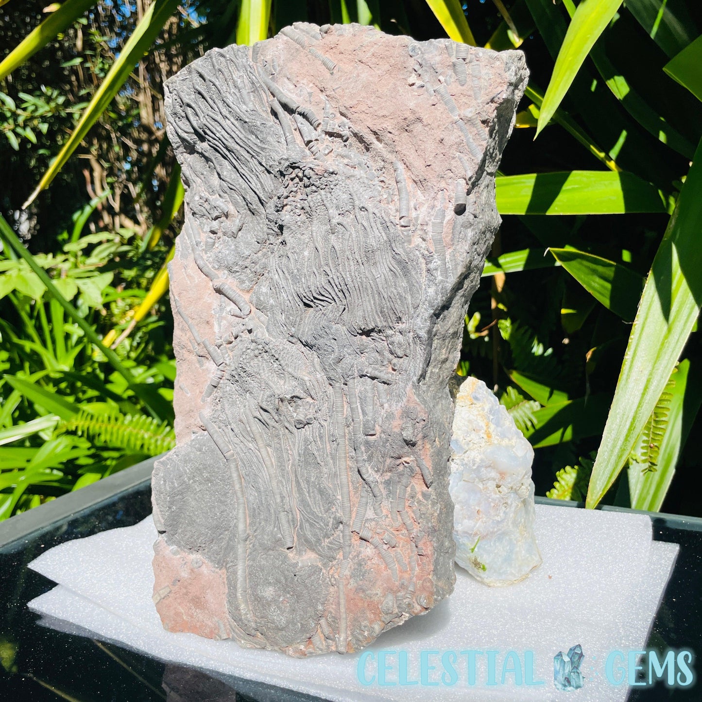 Crinoid Double Fossil Large Plate