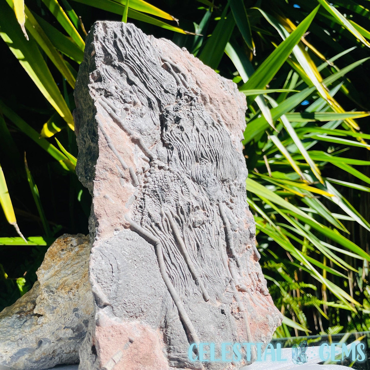 Crinoid Double Fossil Large Plate