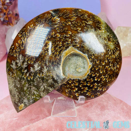 Ammonite Large Polished Fossil