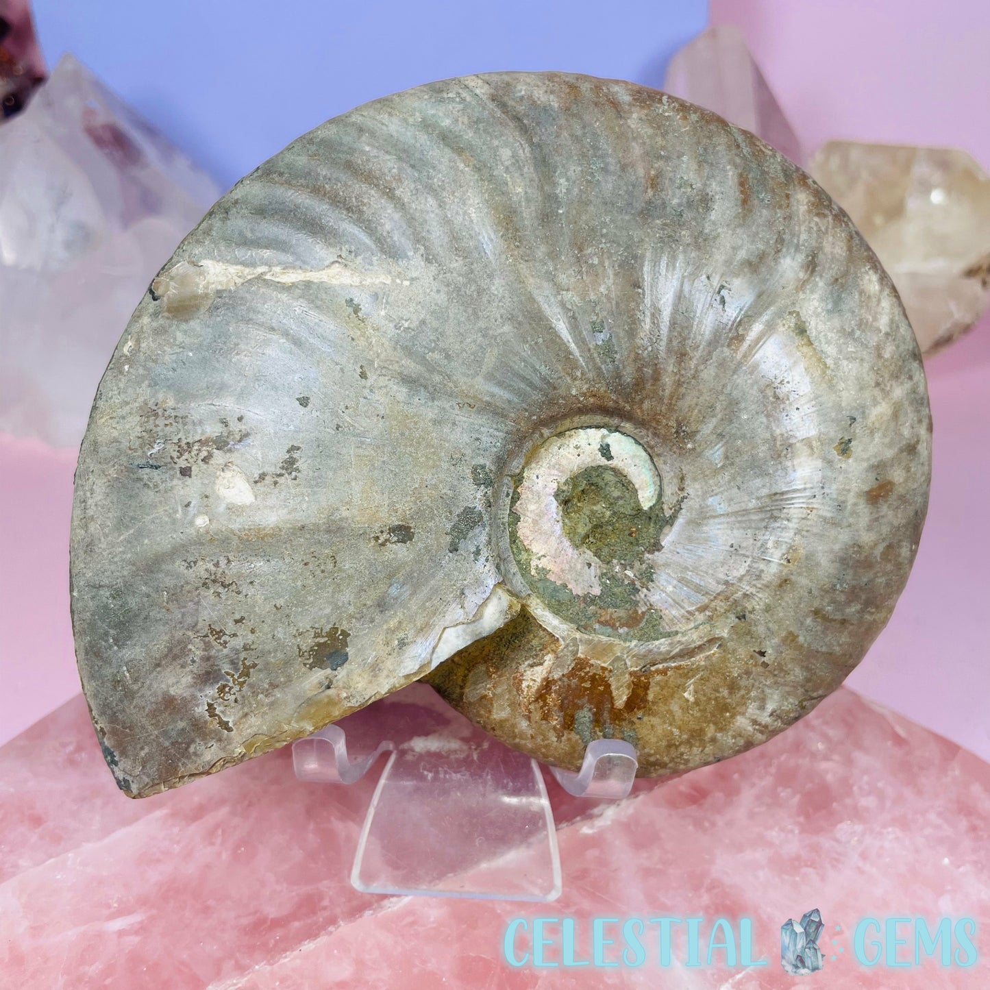 Ammonite Large Fossil