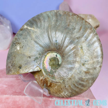 Ammonite Large Fossil
