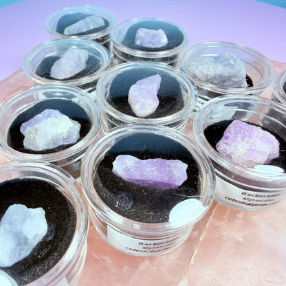 Hackmanite Crystal Specimen in Pottle