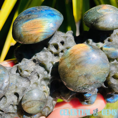 Labradorite Mushroom Troop Large Carving