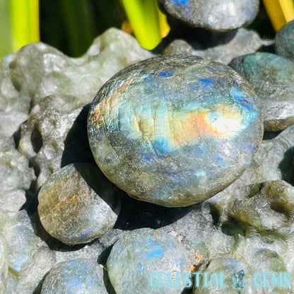 Labradorite Mushroom Troop Large Carving
