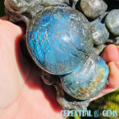 Labradorite Mushroom Troop Large Carving