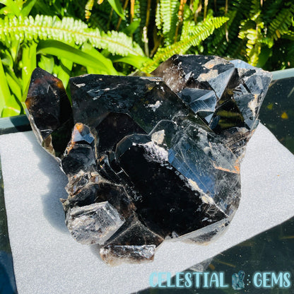 Black Smoky Quartz XL Cluster