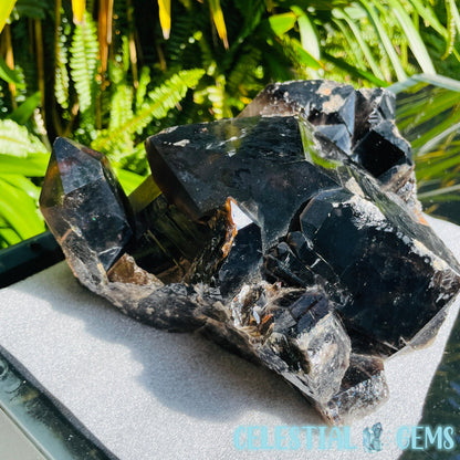 Black Smoky Quartz XL Cluster
