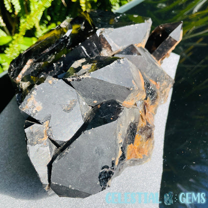Black Smoky Quartz XL Cluster