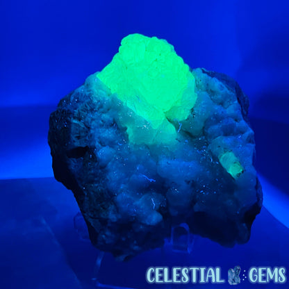 Hyalite Opal on Common Opal Matrix Medium Specimen (UV)