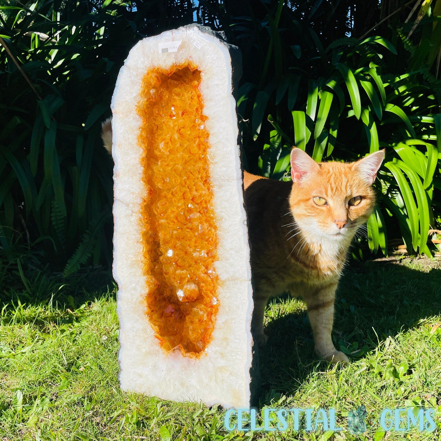 Citrine (HT) Tall XXL Geode Cave (Kitty not for sale 😸)