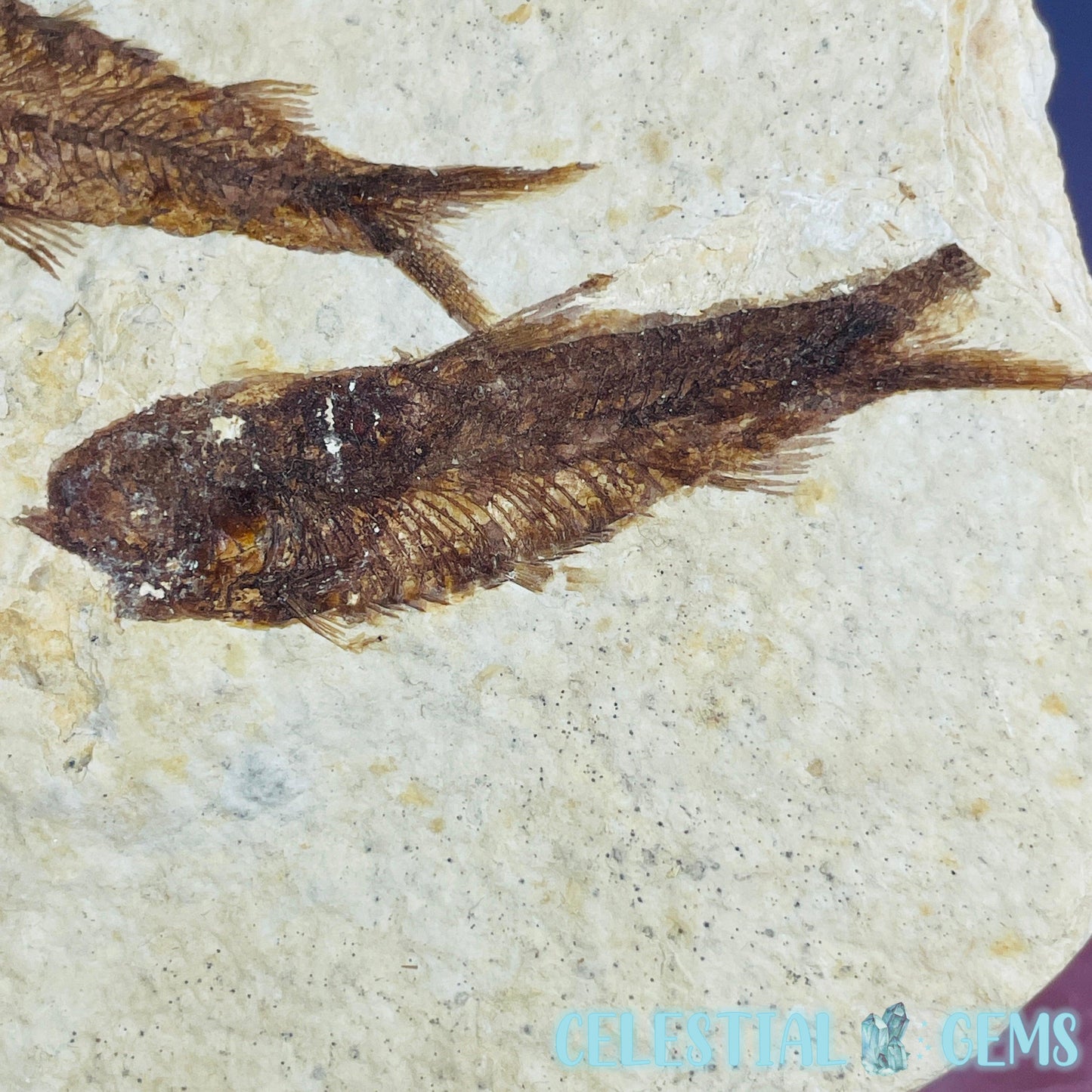 Knightia Eocaena Double Fish Fossil Plate