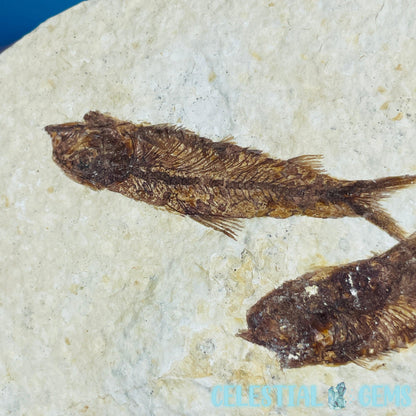 Knightia Eocaena Double Fish Fossil Plate