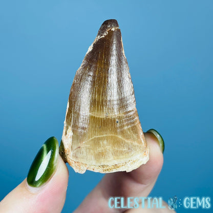 Mosasaur Large Tooth Fossil