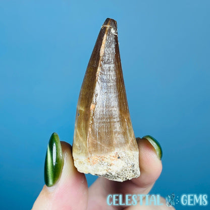 Mosasaur Large Tooth Fossil