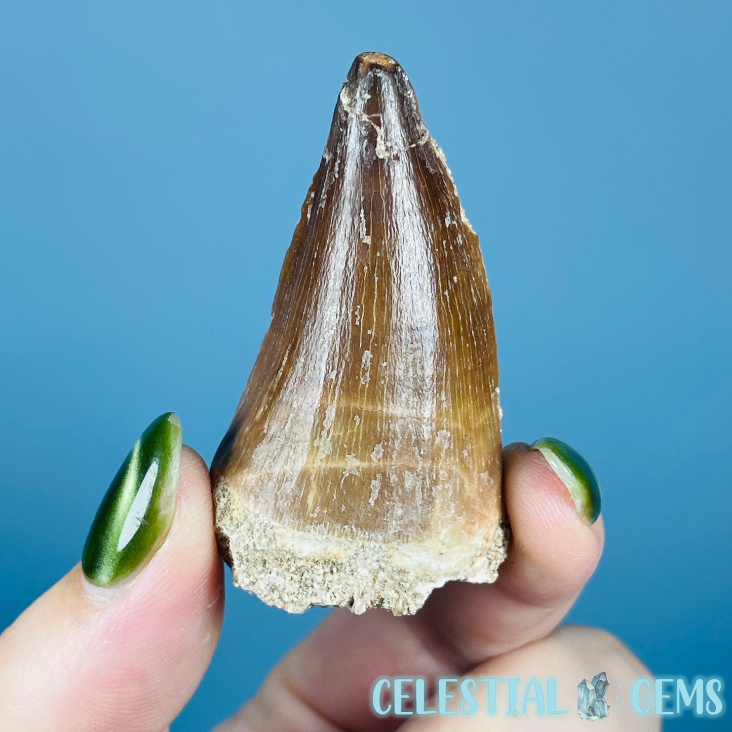 Mosasaur Large Tooth Fossil