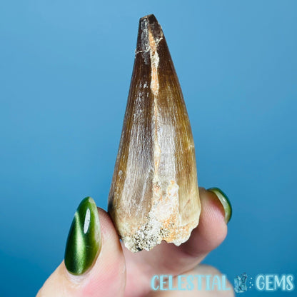 Mosasaur Large Tooth Fossil