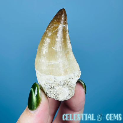 Mosasaur Large Tooth Fossil